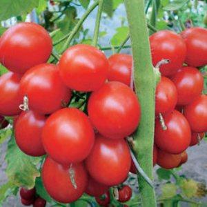 Clusters of bright red fruits, like from the picture: Verlioka tomato - garden bed decoration