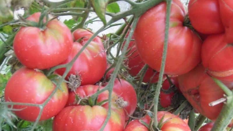 Pros and cons of Lopatinskie tomatoes
