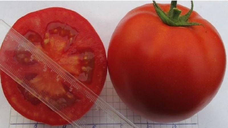 Pros and cons of the hybrid tomato Snowman F1
