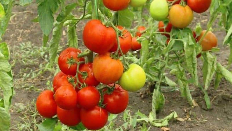 Pros and cons of the hybrid tomato Snowman F1