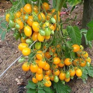 No one will be indifferent to a tomato that looks like a lemon: the Wonder of the World tomato and how to grow it