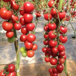 Why are cherry tomatoes so good?