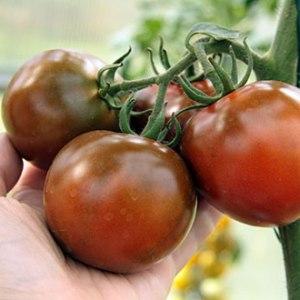 Spectacular appearance and unusual taste: Kumato tomatoes and the secrets of growing them