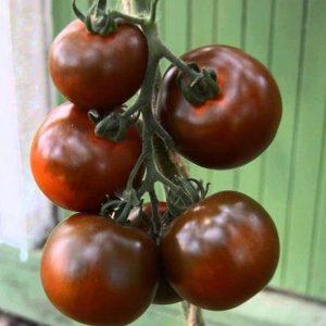 Spectacular appearance and unusual taste: Kumato tomatoes and the secrets of growing them