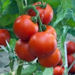 How to feed tomatoes during flowering in the greenhouse and fruiting