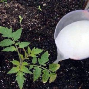 How to feed tomatoes during flowering in the greenhouse and fruiting