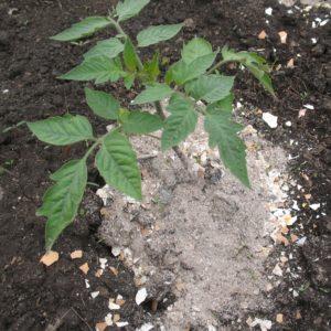 How to feed tomatoes during flowering in the greenhouse and fruiting