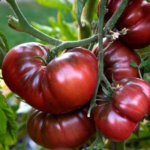 How to grow a Black Elephant tomato