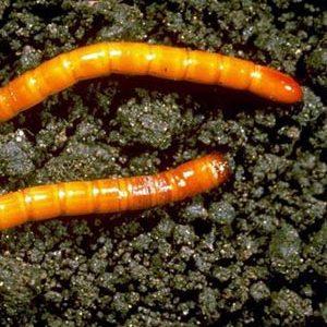 How to deal with tomato pests
