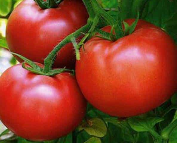 Top 25 sweetest varieties of tomatoes and tips on choosing them for every gardener
