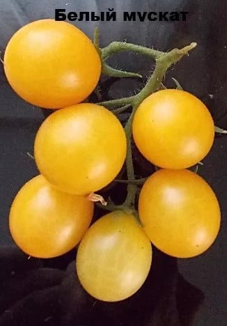 Top 25 sweetest varieties of tomatoes and tips on choosing them for every gardener