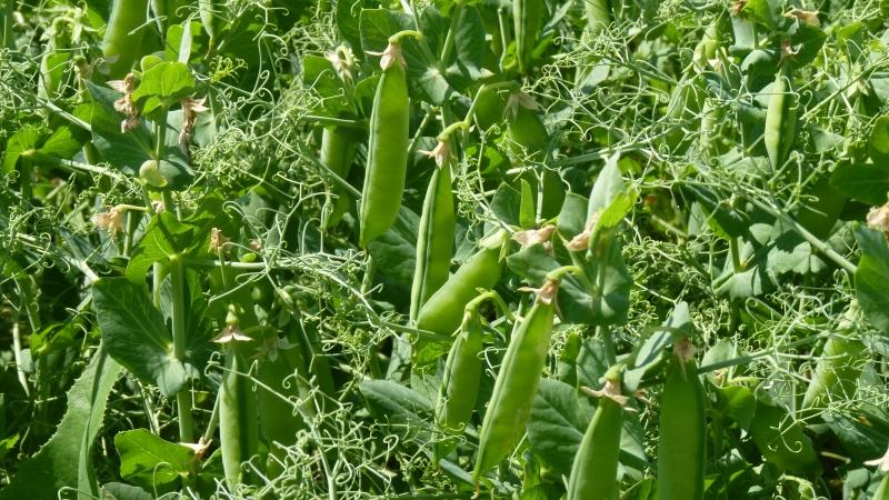 Biological features of peas that are better to know