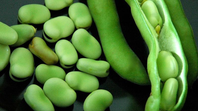 Biological features of peas that are better to know