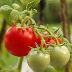 How to spray tomatoes for ovary