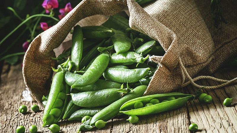 What are the benefits and harms of peas for humans?