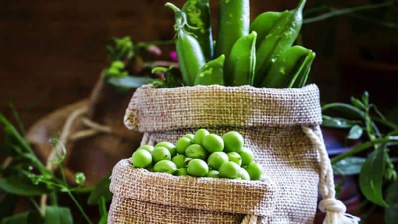 What are the benefits and harms of peas for humans?