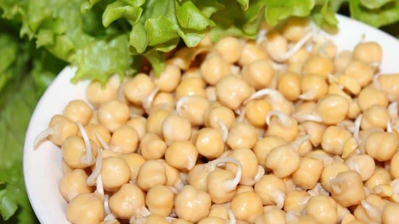 Why chickpeas are so good: benefits and harm to the body, methods of use and the best cooking recipes