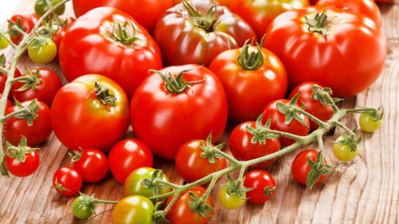 Why tomatoes are harmful and beneficial for humans