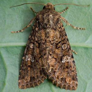 Pests and diseases of honeysuckle: signs of damage and methods of combating them