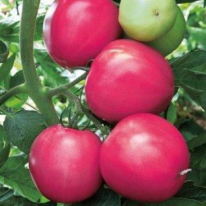 What vegetable growers say about the Kalinka-Malinka tomato