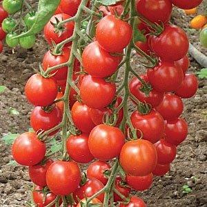 What are standard varieties of tomatoes and which of them are considered the best among gardeners