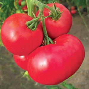 What are standard varieties of tomatoes and which of them are considered the best among gardeners
