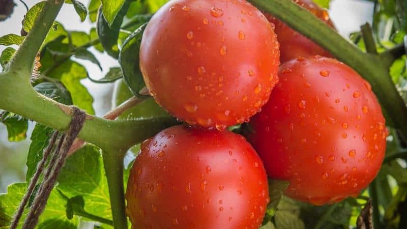 Advantages and disadvantages of tomato Katya
