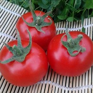 Advantages and disadvantages of tomato Katya