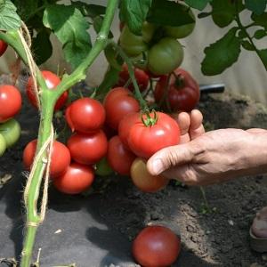 Advantages and disadvantages of tomato Katya