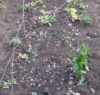 Useful tips for gardeners: what can be planted after peas and why it is so important to change where to plant vegetables