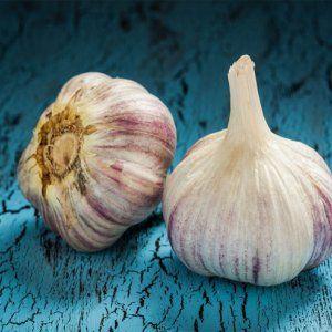 We study the problem thoroughly: garlic turns yellow in the spring - what to do and how to prevent it