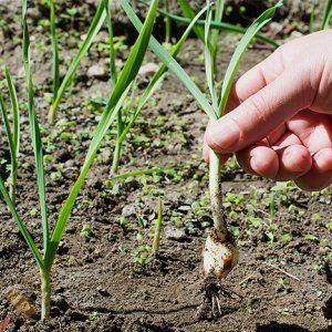We study the problem thoroughly: garlic turns yellow in the spring - what to do and how to prevent it
