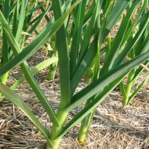 We study the problem thoroughly: garlic turns yellow in the spring - what to do and how to prevent it