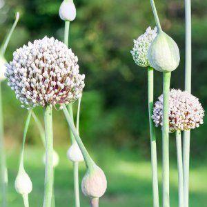 We study the problem thoroughly: garlic turns yellow in the spring - what to do and how to prevent it