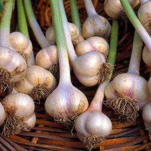 The simplest DIY preparations: storing garlic in glass jars - life hacks and important rules