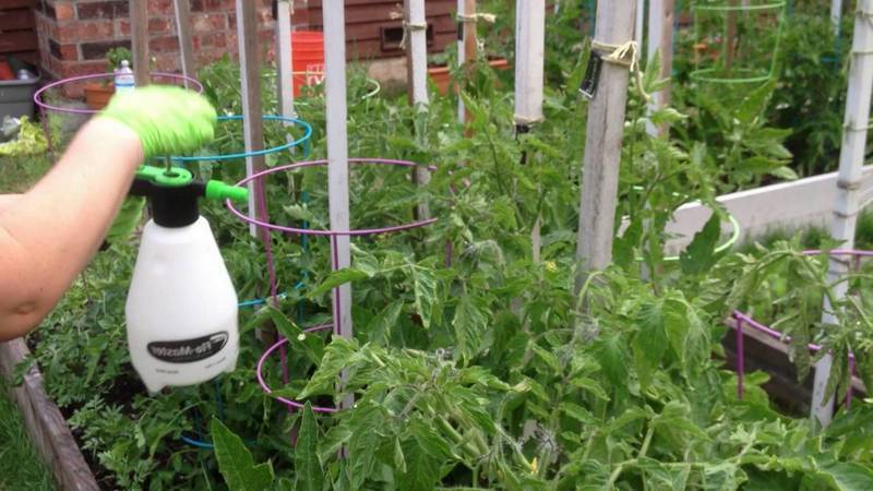 How to properly spray tomatoes with potassium permanganate