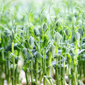 A practical guide on the topic How to germinate peas from experienced gardeners