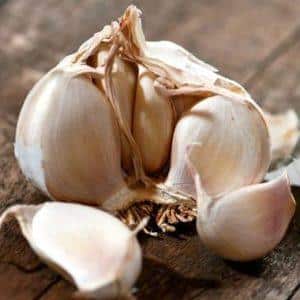 How to recognize spring and winter garlic: differences between varieties by external characteristics, taste and other characteristics