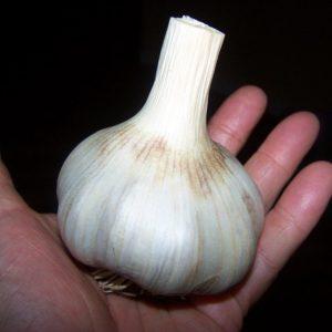How to recognize spring and winter garlic: differences between varieties by external characteristics, taste and other characteristics