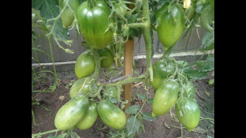 How to care for a tomato Parsley gardener