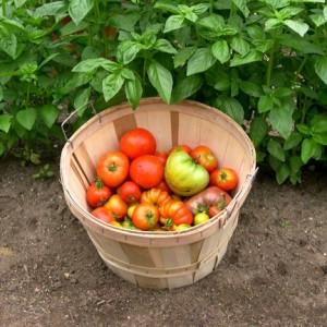 How to grow Klusha tomatoes