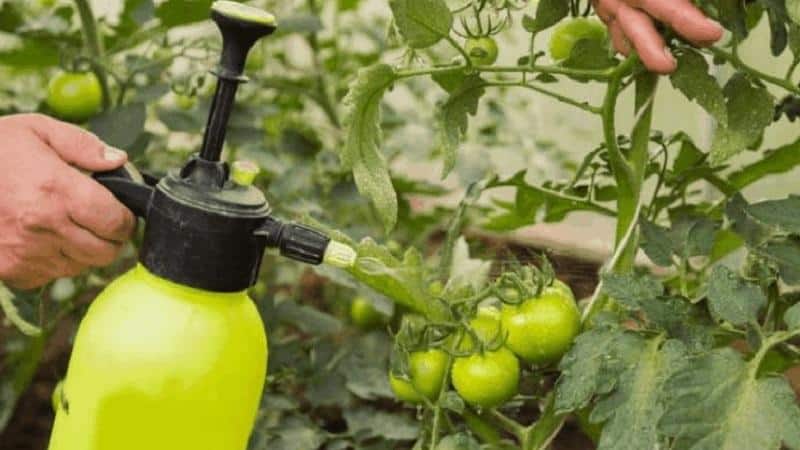 How to Grow Sweet Tomatoes