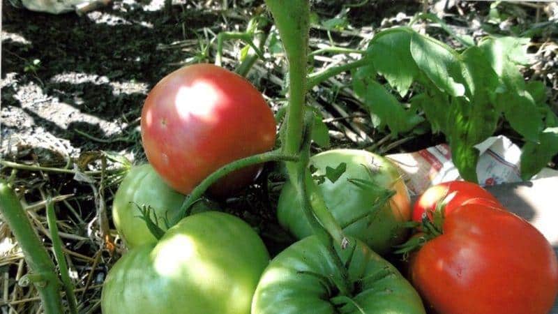 How to grow a Black Elephant tomato