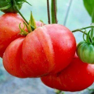 How to grow Red Giant tomato