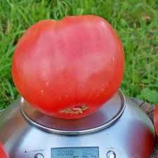 How to grow Red Giant tomato