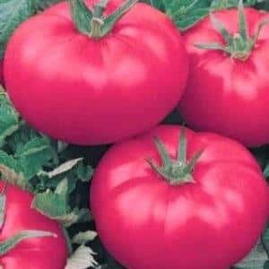 How to grow Red Giant tomato