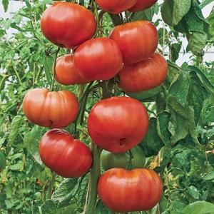 How to grow Red Giant tomato