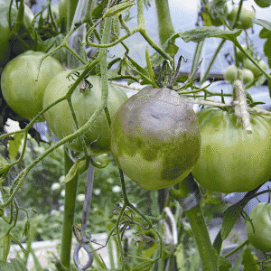 How to grow a Persimmon tomato on your plot - tricks and useful tips from experienced gardeners