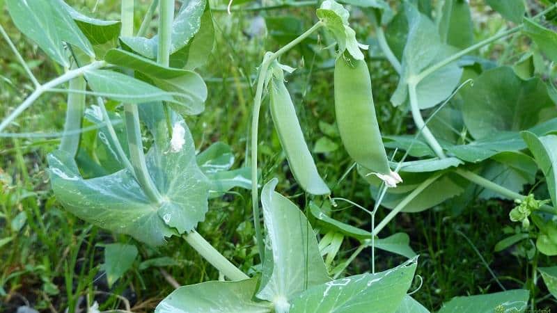 What varieties of peas are there - an overview of varieties with photos and detailed descriptions