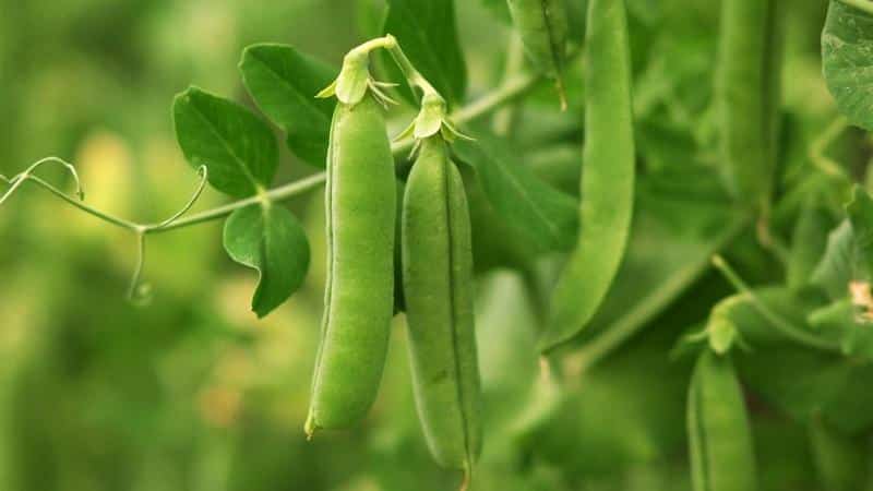 What varieties of peas are there - an overview of varieties with photos and detailed descriptions